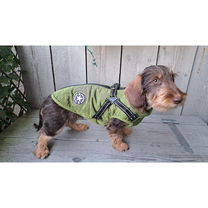 Wire-haired dachshund standing on a wooden bench in the olive green padded coat with the black harness straps and chest patch. 12