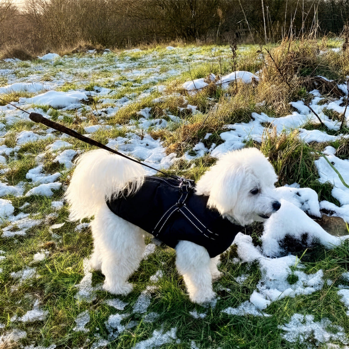 Fluffy white dog on a lead exploring a snowy field in the black padded coat with a harness across its back. 13